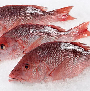 RED snapper.jpg